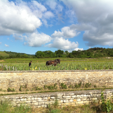 Self Guided Guided Wine Tour